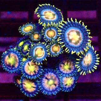 WYSIWYG Zoanthid Frag M53