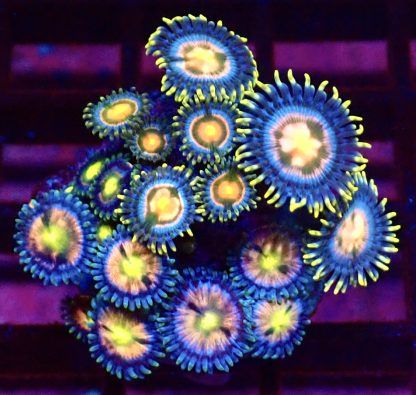 WYSIWYG Zoanthid Frag M53