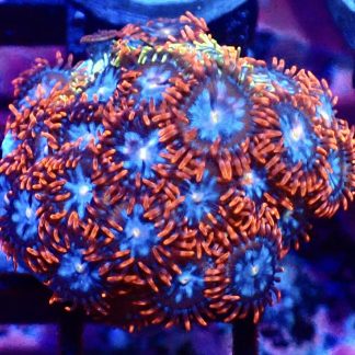 WYSIWYG Zoanthid Frag M54