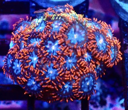 WYSIWYG Zoanthid Frag M54