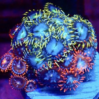 WYSIWYG Zoanthid Frag M55