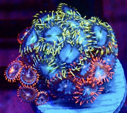 WYSIWYG Zoanthid Frag M55