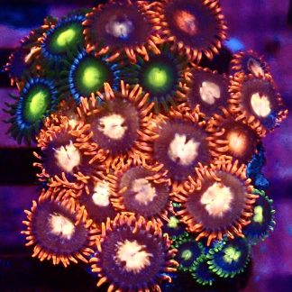 WYSIWYG Zoanthid Frag M56