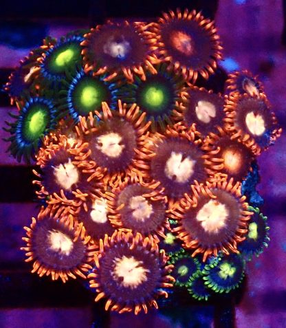 WYSIWYG Zoanthid Frag M56