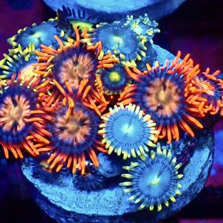 WYSIWYG Zoanthid Frag M57