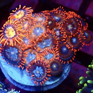 WYSIWYG Zoanthid Frag M58