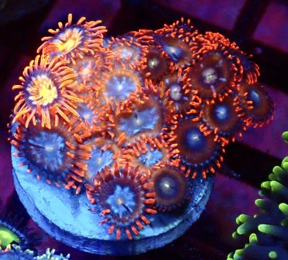 WYSIWYG Zoanthid Frag M58