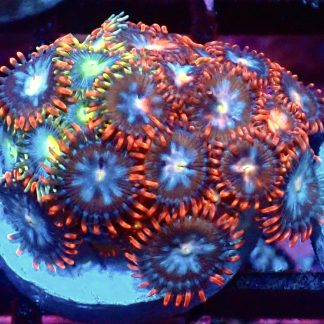 WYSIWYG Zoanthid Frag M59