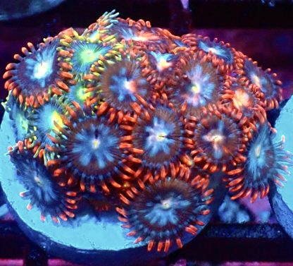 WYSIWYG Zoanthid Frag M59