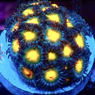 WYSIWYG Zoanthid Frag M60