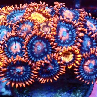 WYSIWYG Zoanthid Frag M61