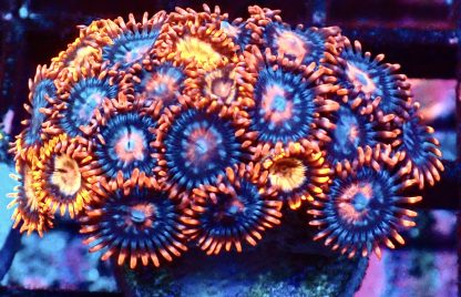 WYSIWYG Zoanthid Frag M61