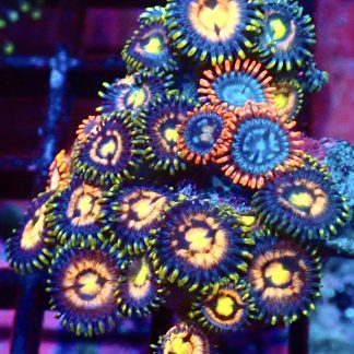 WYSIWYG Zoanthid Frag M62
