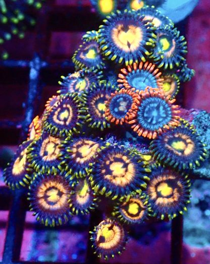 WYSIWYG Zoanthid Frag M62