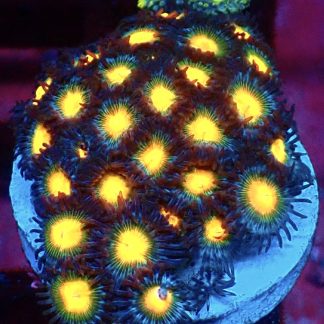 WYSIWYG Zoanthid Frag M63