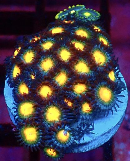 WYSIWYG Zoanthid Frag M63