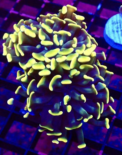 WYSIWYG T32 Gold / Green / Purple Branching Hammer