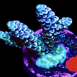 WYSIWYG 14E Ice Blush Acropora Tenius Large