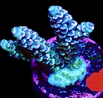 WYSIWYG 14E Ice Blush Acropora Tenius Large
