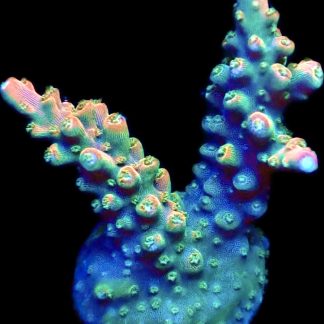 WYSIWYG 17F Acropora Frag