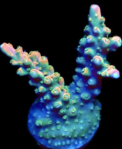 WYSIWYG 17F Acropora Frag
