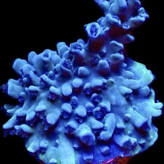 WYSIWYG 23i Blue Curacao Acropora