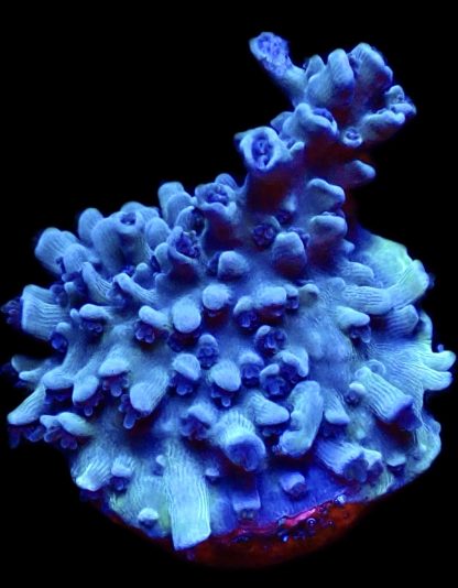 WYSIWYG 23i Blue Curacao Acropora