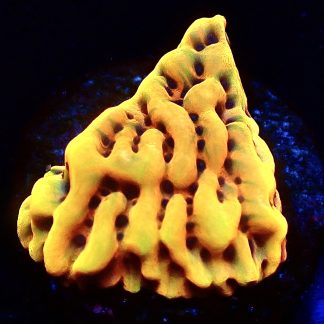 WYSIWYG 19B Beach Bum Montipora Frag