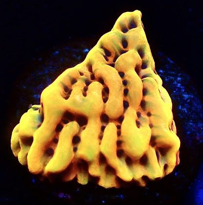 WYSIWYG 19B Beach Bum Montipora Frag