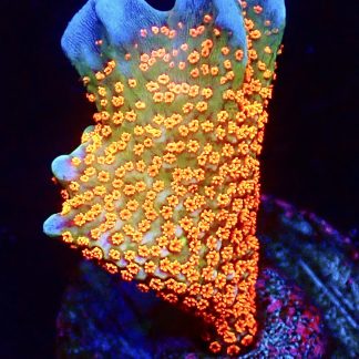WYSIWYG 21C Bubblegum Montipora Large