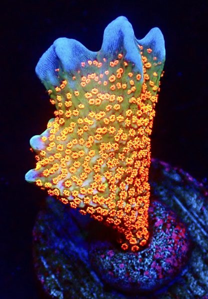 WYSIWYG 21C Bubblegum Montipora Large
