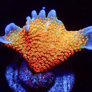 WYSIWYG 24G Bubblegum Montipora Large