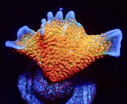 WYSIWYG 24G Bubblegum Montipora Large