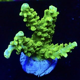 WYSIWYG 18F Limoncello Acropora Frag
