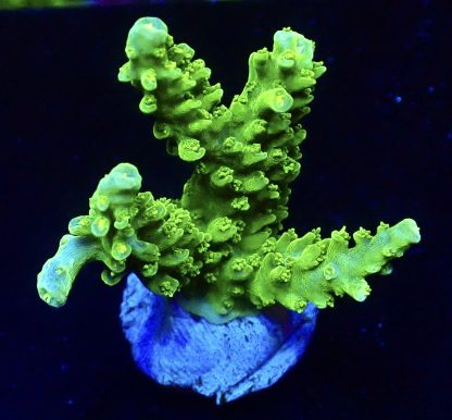 WYSIWYG 18F Limoncello Acropora Frag