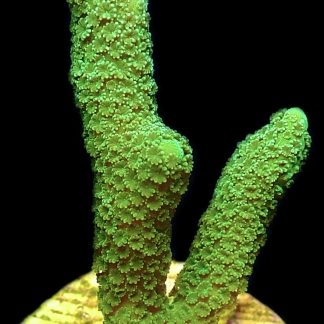 WYSIWYG 24C Bright Green Montipora Digitata Frag