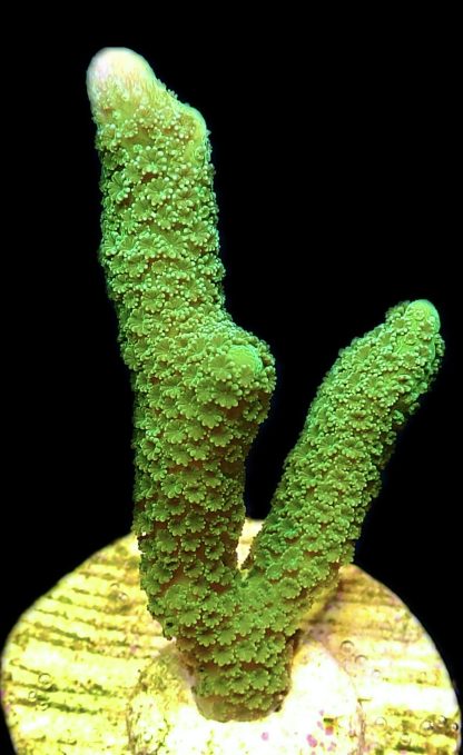 WYSIWYG 24C Bright Green Montipora Digitata Frag