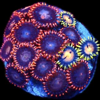 WYSIWYG Zoanthid Frag C28