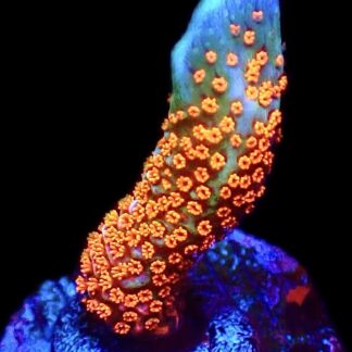 WYSIWYG 26E Bubblegum Montipora