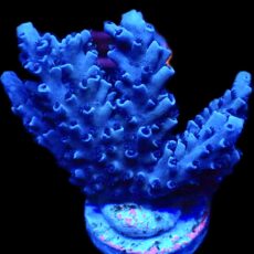 Blue Curacao Acropora