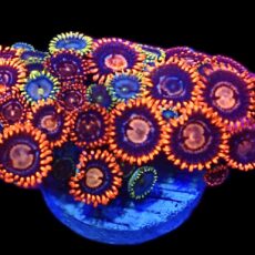 WYSIWYG Zoanthid Frag C9