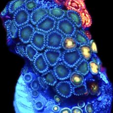 WYSIWYG Zoanthid Frag C28
