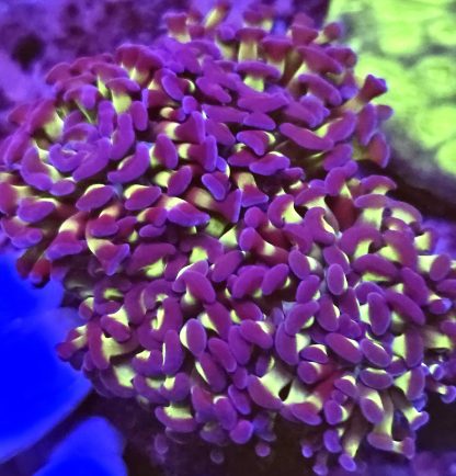 Ultra Reverse Purple/Green Branching Hammer Single Head