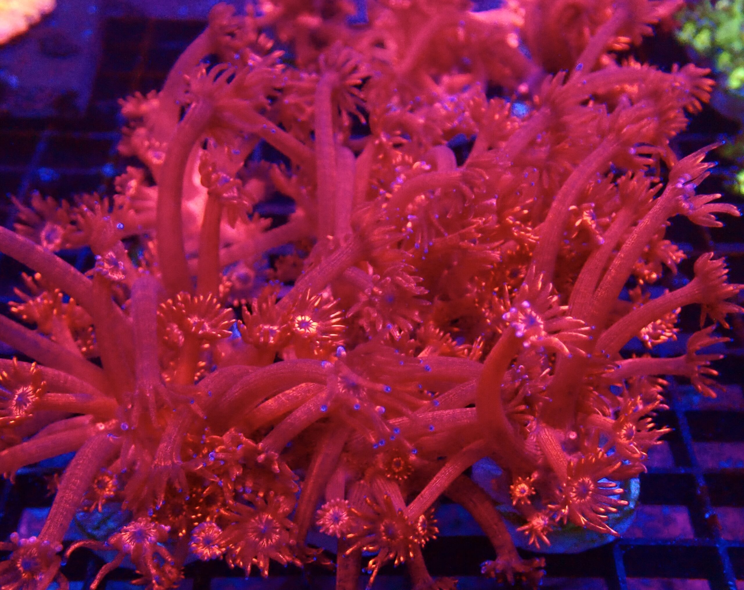 Blazing Inferno Long Polyped Goniopora Frag 20+ Polyps