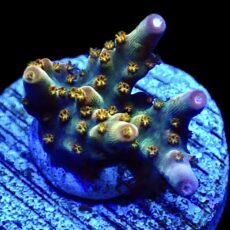 WYSIWYG 26F Midnight Beacon Acropora Frag