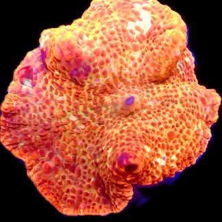 WYSIWYG 34A Golden Idol Mushroom