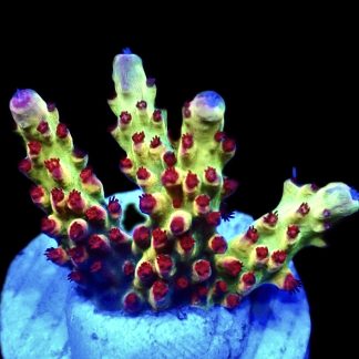 WYSIWYG 13F Berries And Cherries Acropora Frag
