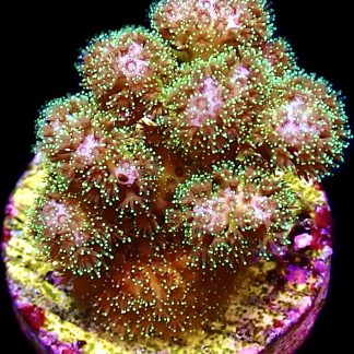 WYSIWYG 20i Sparkling Tinsel Pocillopora