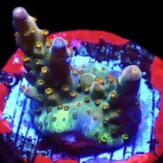 WYSIWYG 24J Midnight Beacon Acropora Frag