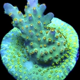 WYSIWYG 19E Midnight Beacon Acropora Frag